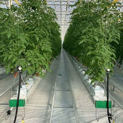 Experiment zum Tomatenzüchten im Glasgewächshaus
