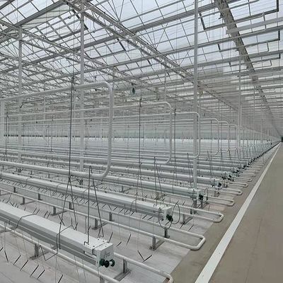 Experiment zum Tomatenzüchten im Glasgewächshaus