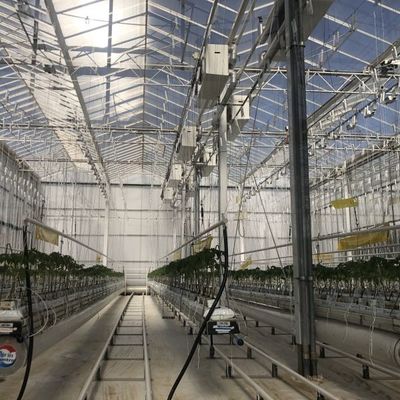 Experiment zum Tomatenzüchten im Glasgewächshaus
