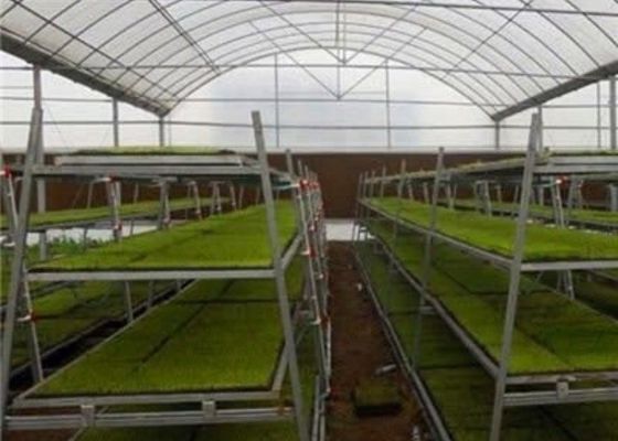Gewohnheits-geformtes Glassämlings-Gewächshaus/Anzuchtbeet-Züchtung/bewegliches Saatbeet