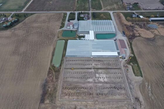 Wenluo Sightseeing Glas Gewächshaus - Große Gemüseanlage Gewächshaus