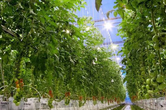 Wenluo Sightseeing Glas Gewächshaus - Große Gemüseanlage Gewächshaus