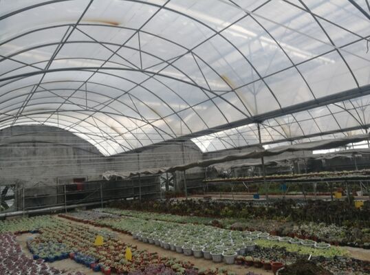 Ein Gewächshaus aus Polyethylen-Folien mit Dauerspannung zur Steigerung der Gemüsererträge und Beschleunigung des Reifungsprozesses von Gemüse