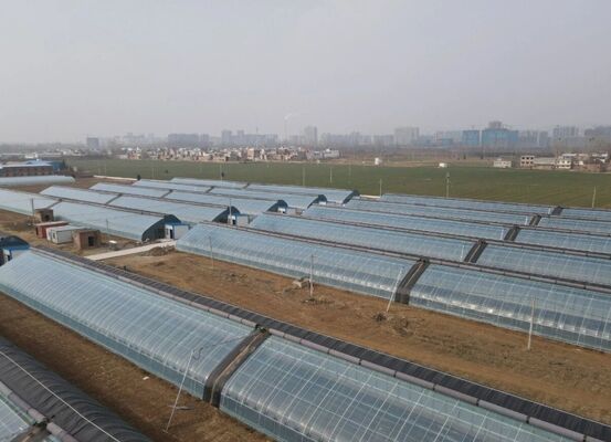 Ein Gewächshaus aus Polyethylen-Folien mit Dauerspann für den Anbau von hochwertigen Blumen