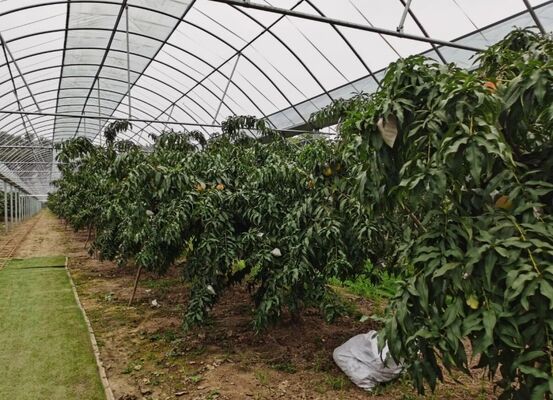 Wenlu Tourist Glass Greenhouse - Gewächshaus für den Großanbau von Früchten