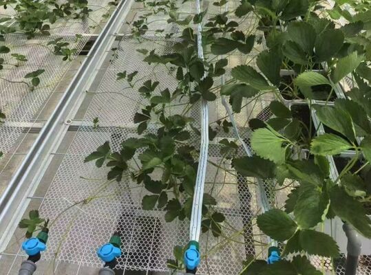 Gewächshaus für den Obstanbau, großes Glasgewächshaus für Sightseeing